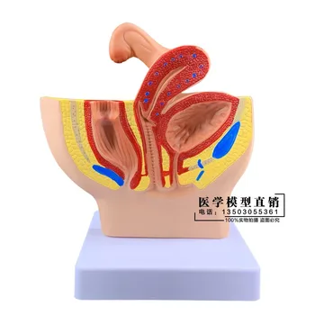 האגן הנשי מערכת הרבייה מערכת חצוצרת הרחם שלפוחית השתן הנרתיק רקטלי מודל האגן sagittal אנטומיה