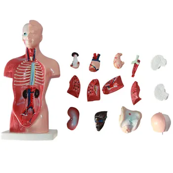 28CM הגוף מודל ביולוגי צעצועים חינוכיים האנושי מודל האנטומיה של גוף האדם, מבנה צעצוע מודל לימודי הרפואה